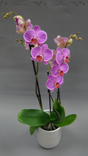 Charger l'image dans la galerie, Phalaenopsis 2 branches