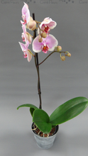 Charger l'image dans la galerie, Phalaenopsis 1 branche