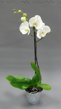 Charger l'image dans la galerie, Phalaenopsis 1 branche