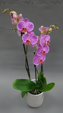 Charger l&#39;image dans la galerie, Phalaenopsis 2 branches
