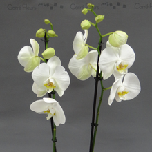Charger l&#39;image dans la galerie, Phalaenopsis 2 branches
