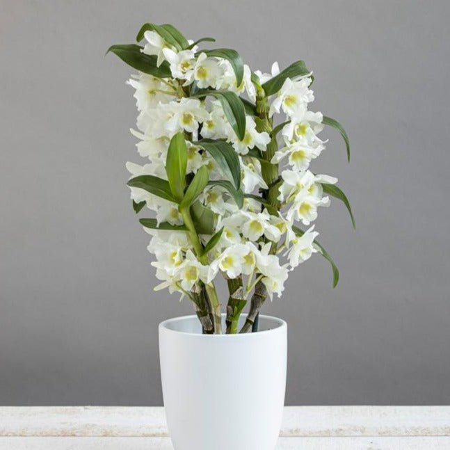 Dendrobium nobile blanc
