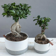 Charger l&#39;image dans la galerie, Ficus Ginseng
